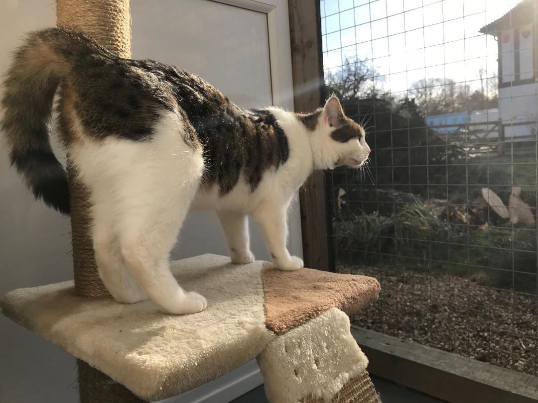 Gatehouse luxury Boarding Cattery Bournemouth Poole Ferndown Ringwood